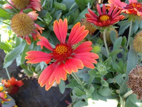 Guía Completa De Cuidados Para La Gaillardia Aristata Una Planta