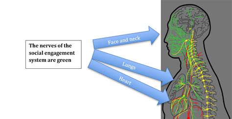 Why Is The Vagus Nerve Important To Your Health Michael Westgate