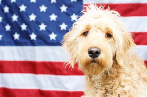 13 States Have Official State Dogs Is Yours One Of Them