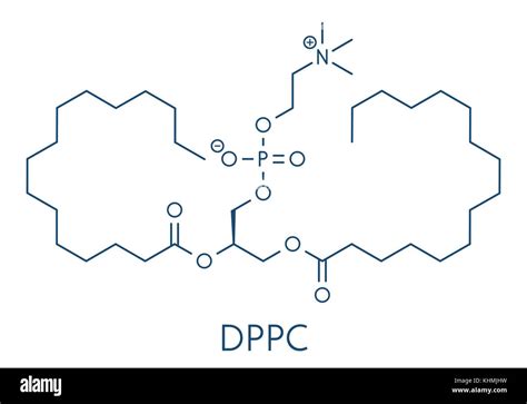 Pulmonary Surfactant Molecule Chemical Structure Of