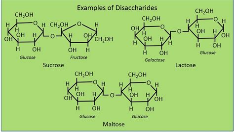 Complex Carbohydrates Examples