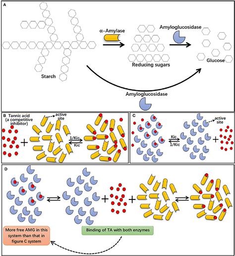 Frontiers α Amylase Changed The Catalytic Behaviors Of