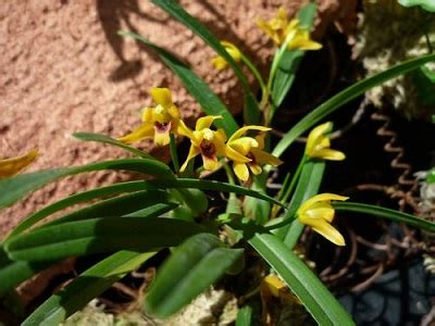 Maxillaria Variabilis