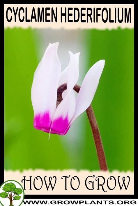 Cyclamen Hederifolium How To Grow Care