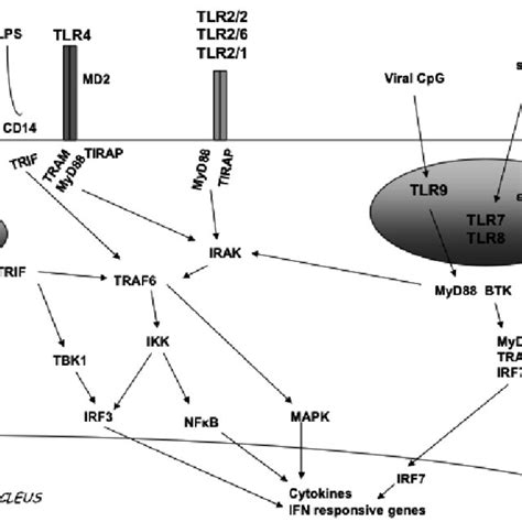 Tlr Signal Transduction Pathway Tlr2 Can Form A Homodimer Or A