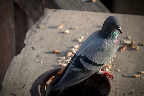 Taube Vogel Schnabel Kostenloses Foto Auf Pixabay Pixabay