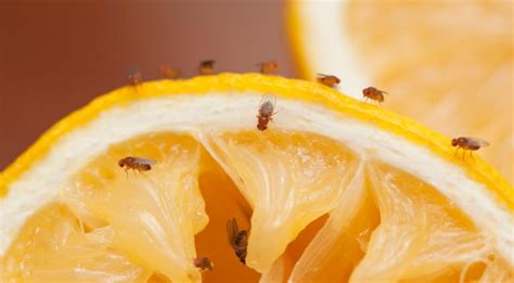 Плодові мухи: як позбутися небажаних гостей - FreshMAG