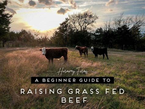 How To Raise Grass Fed Beef Beginner Guide The Shepherdess