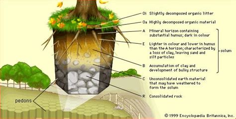 Part 2 | Factors Responsible for the Formation of Soil, Soil Profile ...
