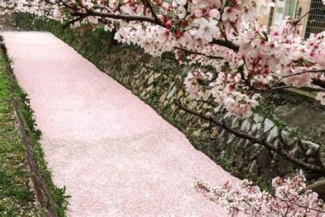 「まるで桜のじゅうたん」桜の花びらが川面を埋めつくす京都・哲学の道が幻想的