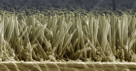 Zinc Oxide Nanowires Sem Stock Image T Science Photo Library