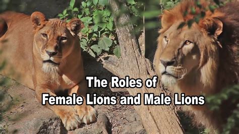 Wildlife Documentaries Lion Pride Dynamics A Social Structure