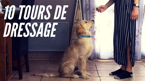 TUTO 10 tours à apprendre à votre chiot chien YouTube