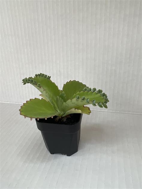 Mala Madre Generic Madre De Miles Kalanchoe Daigremontiana Plant Yaxa