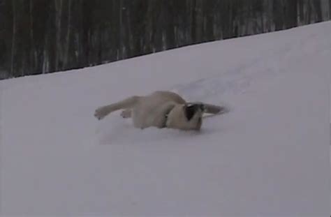 A very different kind of dog sledding.