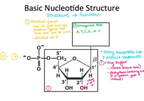 Lecture Biosynthesis Of Nucleotides Flashcards Quizlet