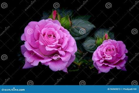 Beautiful Purple Roses In Garden Stock Image Image Of Colorful