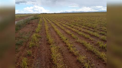 Daños Alcanzan 4 Mil Hectáreas Agrícolas Por Granizadas El Papelerito