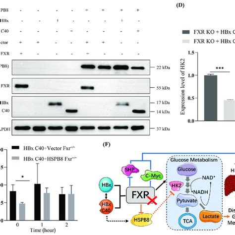 Impact Of Hbx C On The Cell Cycle And Apoptosis In Fxr Deficient