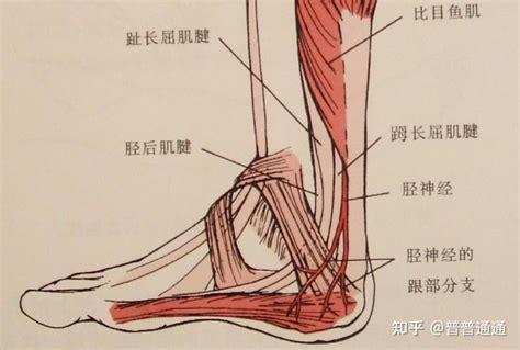 踝关节内侧痛 知乎