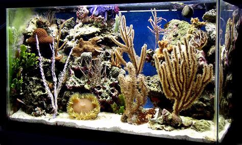 Reef Aquariums For Your Inspiration