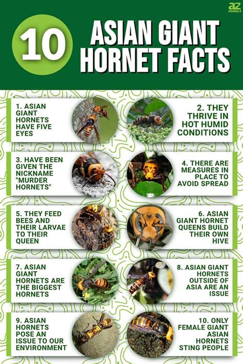 10 Incredible Asian Giant Hornet Facts Az Animals