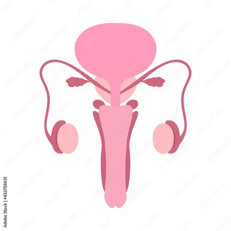 Colorful Male Human Reproductive System On White Background Anatomically Correct Male