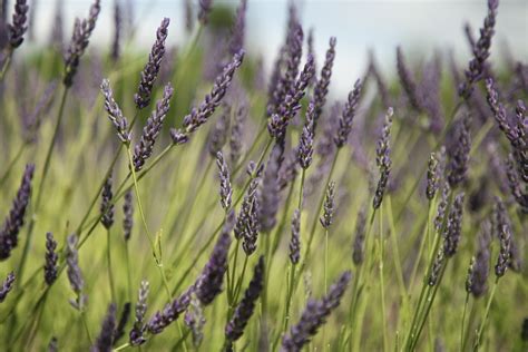 Cómo diseñar un jardín de bajo consumo hídrico El Jardín de Venus