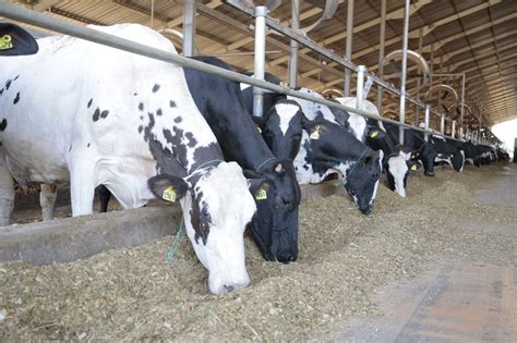 Vacas Leiteiras Como Evitar Acidose Ruminal 2024