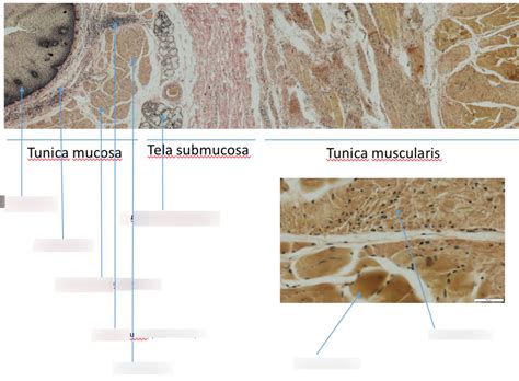 Præparat 19 Tunica mucosa tunica submucosa og tela muscularis