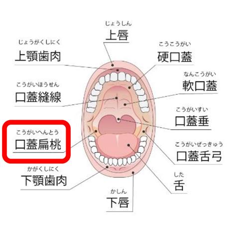 咽頭扁桃