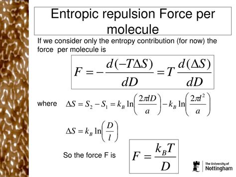 Ppt Lecture Steric Interactions And Entropic Repulsion Powerpoint