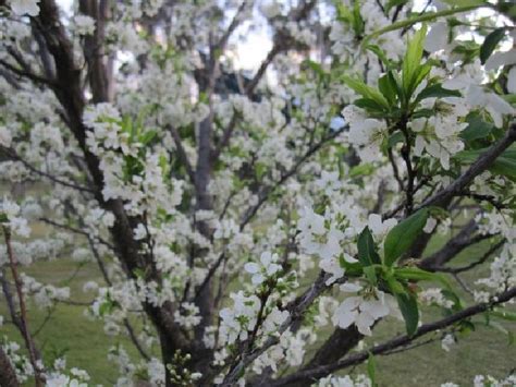 Градината - Японска слива, Prunus salicina