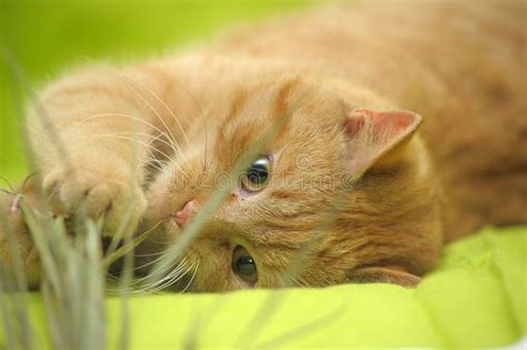 Domestic Red Cat Lies On A Green Background Stock Image Image Of