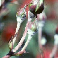 Rose: Powdery mildew | Hortsense | Washington State University