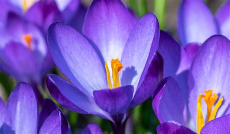 Crocus Plantation Culture Multiplication Et Entretien Jardiland