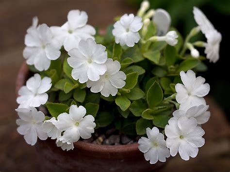 Primula hybrids "Broadwell Milkmaid" : Grows on You
