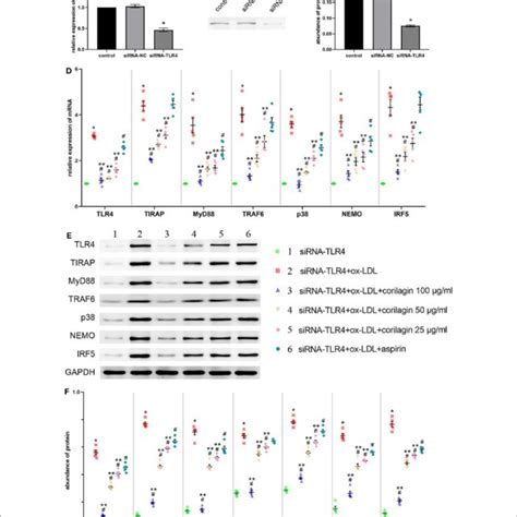 Sirna Sequences Used In This Study Download Scientific Diagram