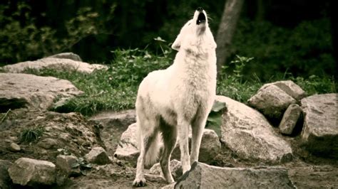 Wolves Howling Wallpaper 68 Images