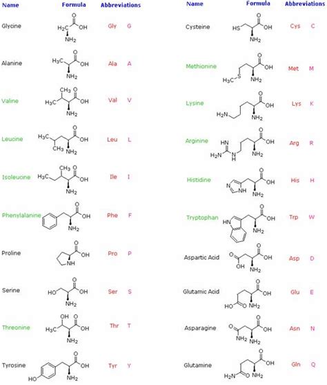 Amino Acids And Abbreviations