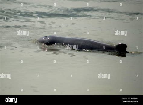 Mahakam river dolphins hi-res stock photography and images - Alamy