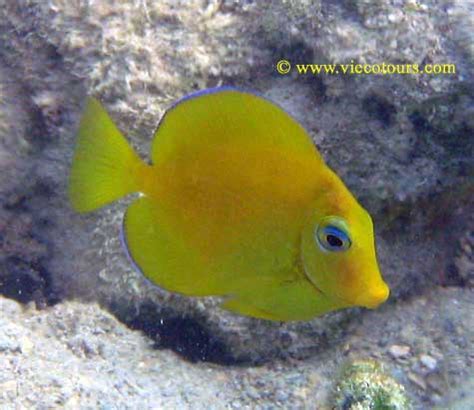 Caribbean or Atlantic Blue Tang, Acanthurus coeruleus - Tim's Tropical ...