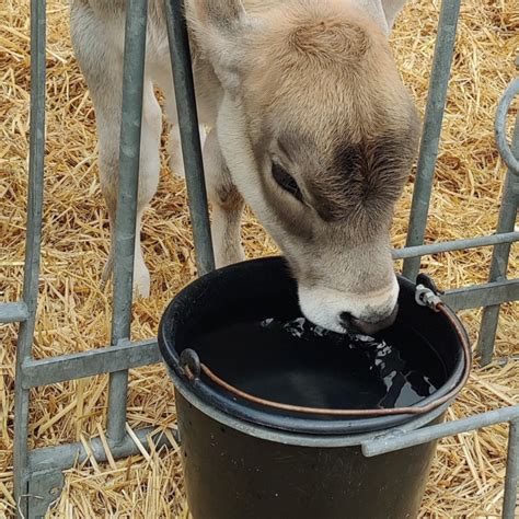 Bayerische Tierschutzleitlinie für Haltung von Mastrindern und