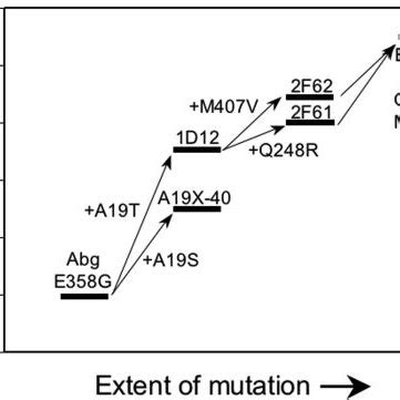 Directed Evolution Of Abg Glycosynthase For Activity Improvement