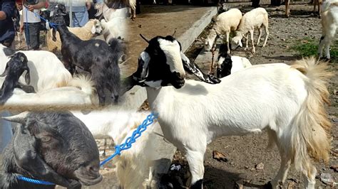 Jutaankambing Babon Jawa Randu Pasar Argopeni Kebumen Youtube