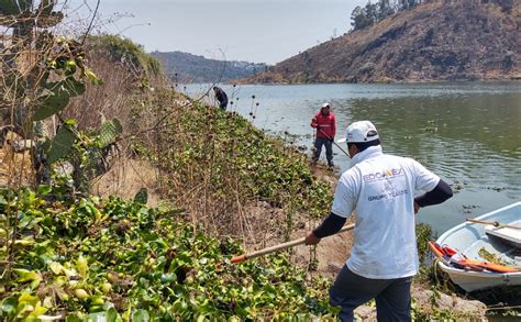 Presa Mad N Limpieza De Lirio Acu Tico Va Al Por Ciento Grupo Milenio