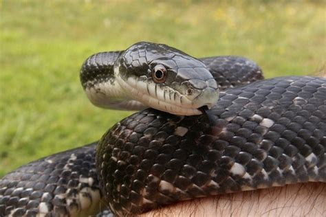 PA HERP IDENTIFICATION » Eastern Ratsnake