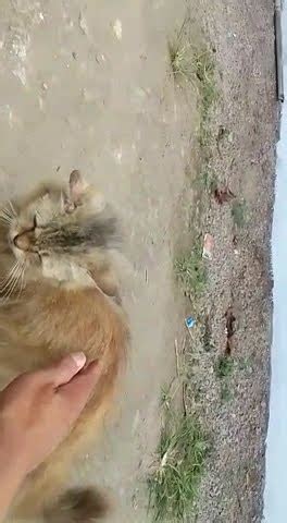 SepanaAlbakani Siapa Yang Mau Anak Kucing Angora Induknya Lagi Hamil