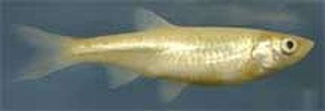 Texas Minnows Added To Endangered List