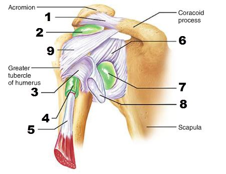 Shoulder Joint Flashcards Quizlet